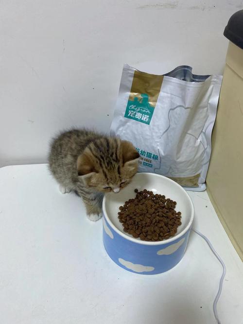 解析“2个月猫咪吃什么”你不知道的事