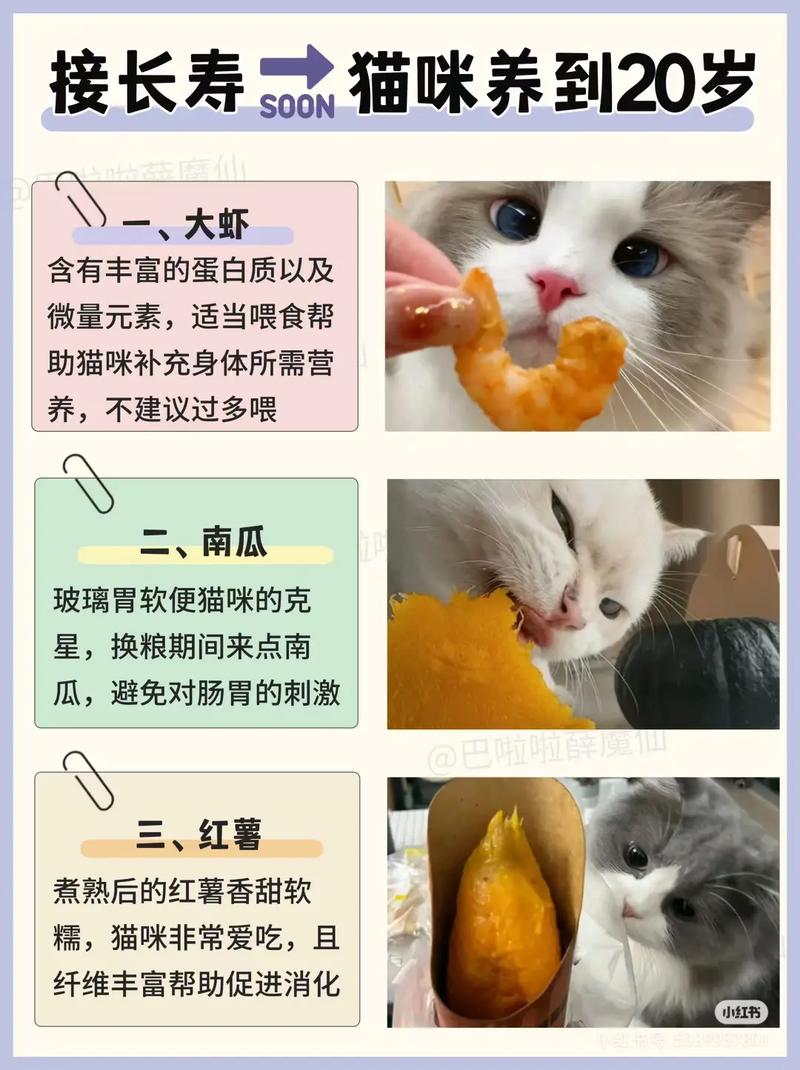 解析“2个月猫咪吃什么”你不知道的事-第2张图片 解析“2个月猫咪吃什么”你不知道的事-第2张图片