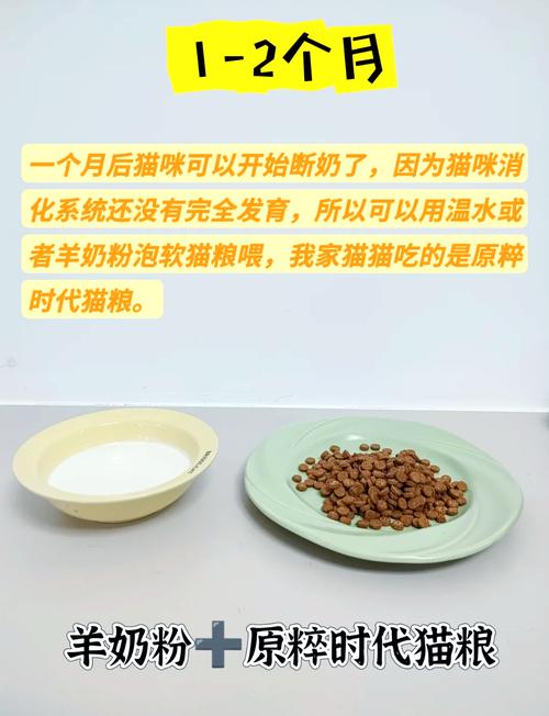 解析“2个月猫咪吃什么”你不知道的事-第3张图片 解析“2个月猫咪吃什么”你不知道的事-第3张图片