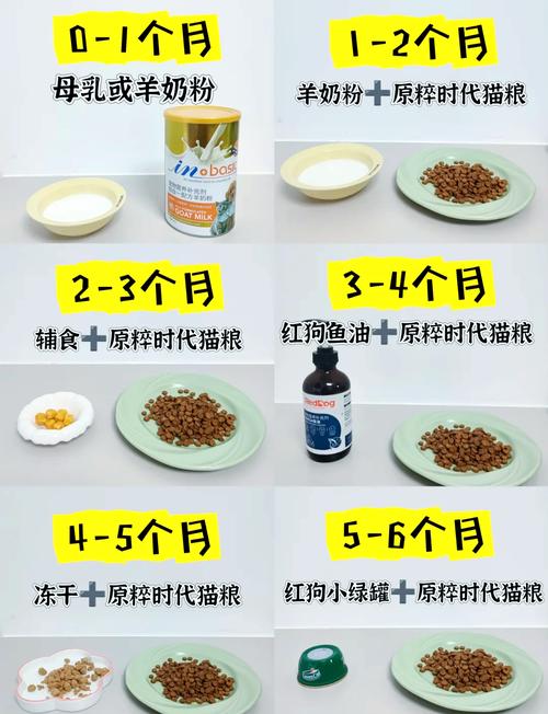 解析“2个月猫咪吃什么”你不知道的事-第5张图片 解析“2个月猫咪吃什么”你不知道的事-第5张图片