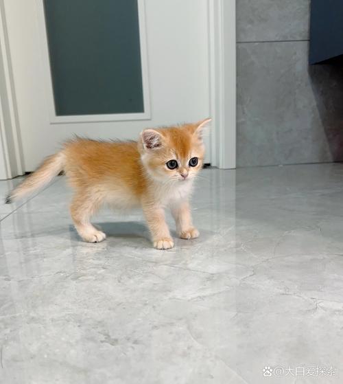 解析“2个月猫咪吃什么”你不知道的事-第6张图片 解析“2个月猫咪吃什么”你不知道的事-第6张图片