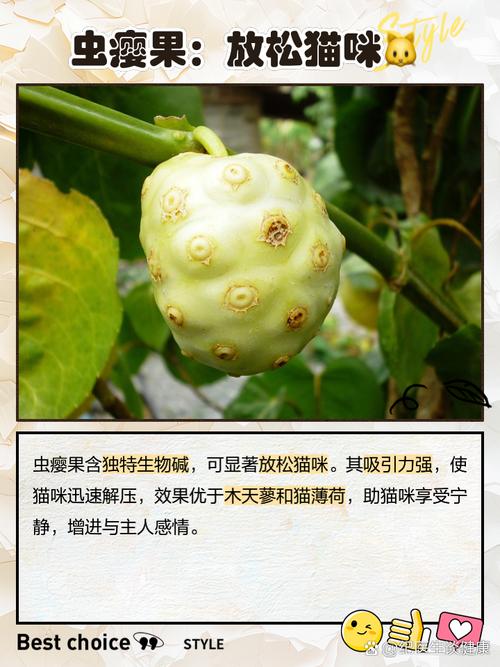 解析“虫瘿果对猫的作用”你不知道的事