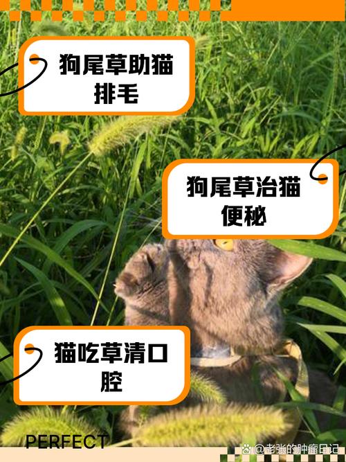 吃草猫/吃草猫是什么品种