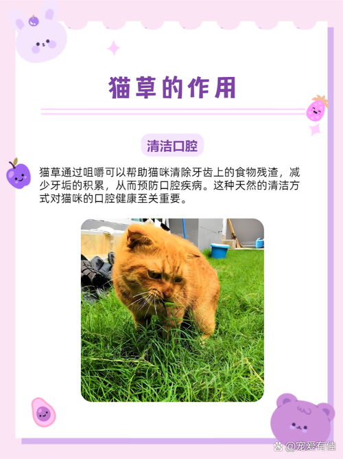 吃草猫/吃草猫是什么品种-第4张图片 吃草猫/吃草猫是什么品种-第4张图片