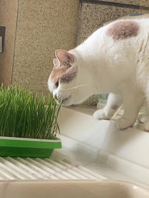 吃草猫/吃草猫是什么品种-第7张图片 吃草猫/吃草猫是什么品种-第7张图片