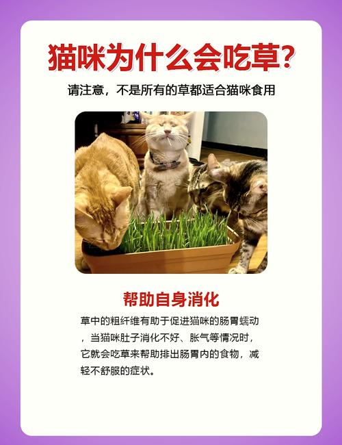 吃草猫/吃草猫是什么品种-第8张图片 吃草猫/吃草猫是什么品种-第8张图片