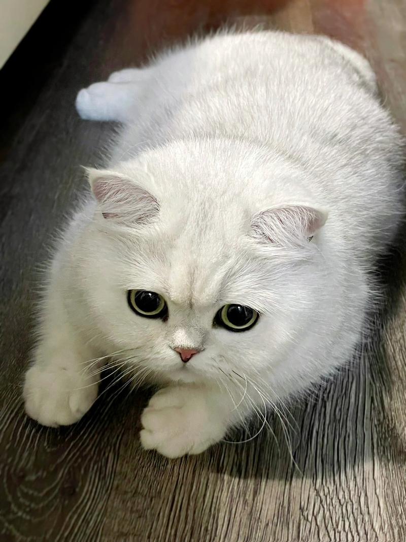 关于猫咪不上厕所怎么办的信息-第8张图片 关于猫咪不上厕所怎么办的信息-第8张图片