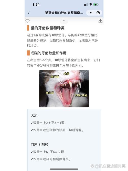 猫咪照ct多少钱-猫咪拍ct多少钱