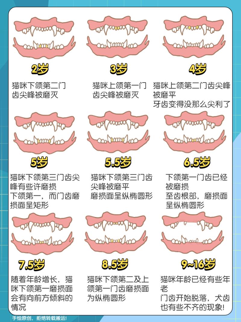 猫咪照ct多少钱-猫咪拍ct多少钱-第2张图片 猫咪照ct多少钱-猫咪拍ct多少钱-第2张图片