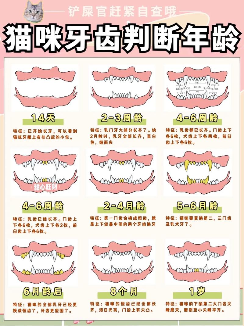 猫咪照ct多少钱-猫咪拍ct多少钱-第3张图片 猫咪照ct多少钱-猫咪拍ct多少钱-第3张图片