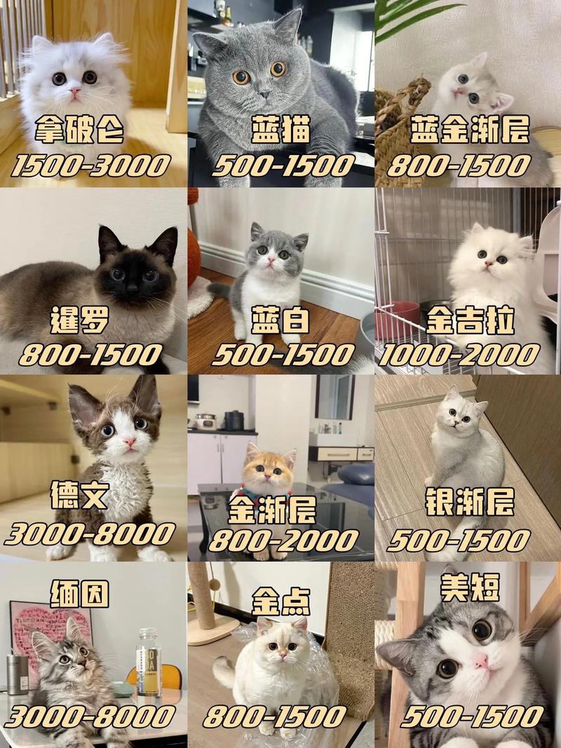 猫咪照ct多少钱-猫咪拍ct多少钱-第5张图片 猫咪照ct多少钱-猫咪拍ct多少钱-第5张图片