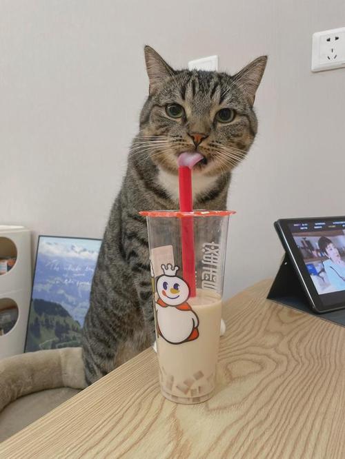 猫咪可以喝奶茶吗,猫可以喝奶茶粉吗-第2张图片 猫咪可以喝奶茶吗,猫可以喝奶茶粉吗-第2张图片