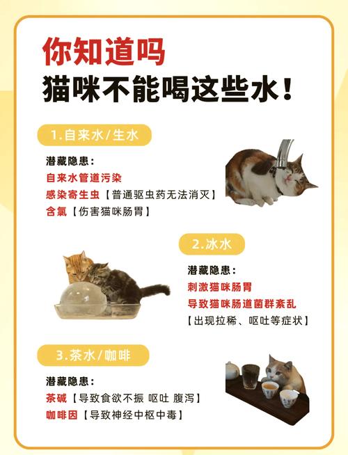猫咪可以喝奶茶吗,猫可以喝奶茶粉吗-第3张图片 猫咪可以喝奶茶吗,猫可以喝奶茶粉吗-第3张图片