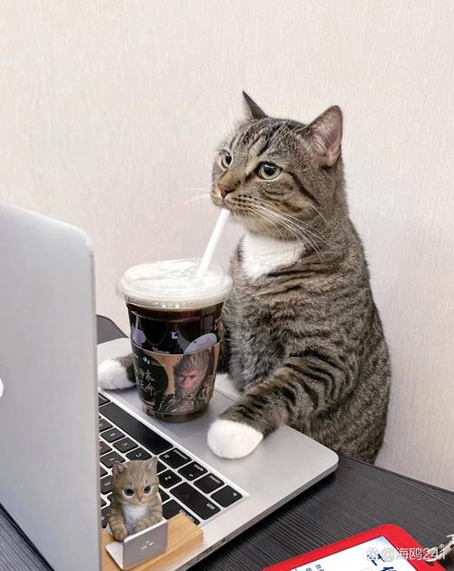 猫咪可以喝奶茶吗,猫可以喝奶茶粉吗-第4张图片 猫咪可以喝奶茶吗,猫可以喝奶茶粉吗-第4张图片