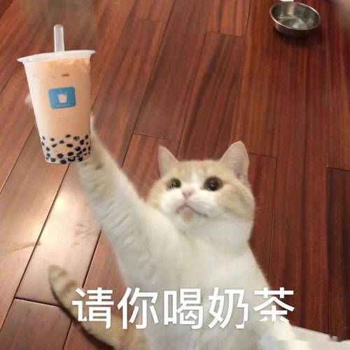猫咪可以喝奶茶吗,猫可以喝奶茶粉吗-第10张图片 猫咪可以喝奶茶吗,猫可以喝奶茶粉吗-第10张图片