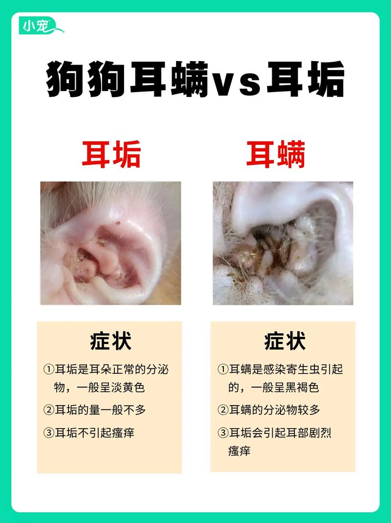 狗狗耳朵发黑怎么回事,狗狗耳朵变黑了怎么办-第4张图片 狗狗耳朵发黑怎么回事,狗狗耳朵变黑了怎么办-第4张图片