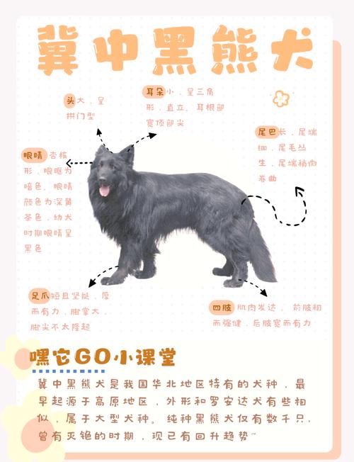 狗狗耳朵发黑怎么回事,狗狗耳朵变黑了怎么办-第8张图片 狗狗耳朵发黑怎么回事,狗狗耳朵变黑了怎么办-第8张图片
