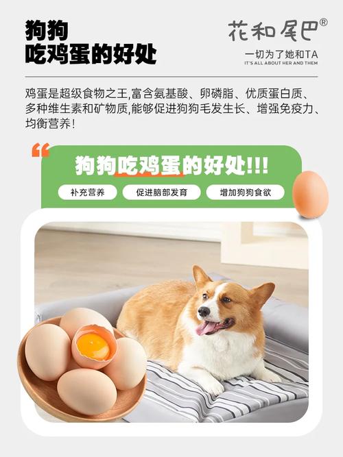 解析“狗狗吃生鸡蛋好不好”你不知道的事-第6张图片 解析“狗狗吃生鸡蛋好不好”你不知道的事-第6张图片