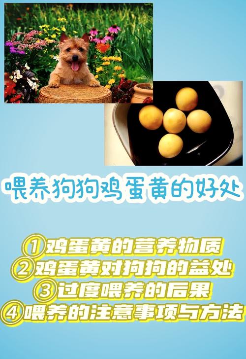 解析“狗狗吃生鸡蛋好不好”你不知道的事-第8张图片 解析“狗狗吃生鸡蛋好不好”你不知道的事-第8张图片