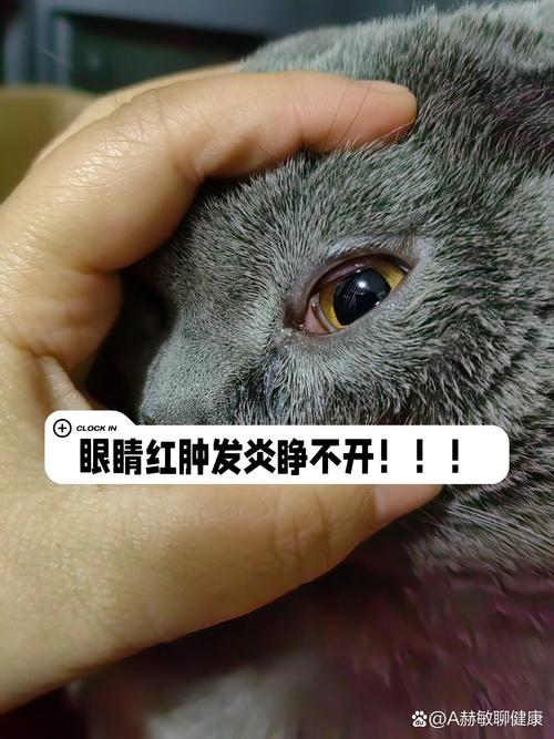 作为消费者“猫咪角膜炎怎么治疗”你不能不知道-第1张图片 作为消费者“猫咪角膜炎怎么治疗”你不能不知道-第1张图片