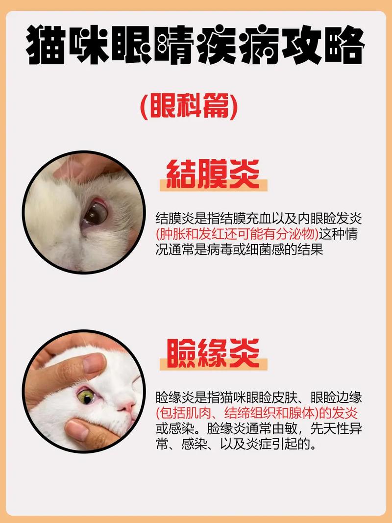 作为消费者“猫咪角膜炎怎么治疗”你不能不知道-第2张图片 作为消费者“猫咪角膜炎怎么治疗”你不能不知道-第2张图片