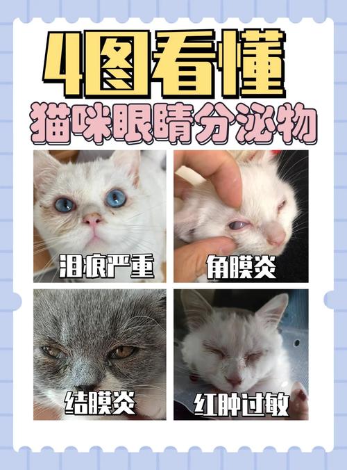 作为消费者“猫咪角膜炎怎么治疗”你不能不知道-第6张图片 作为消费者“猫咪角膜炎怎么治疗”你不能不知道-第6张图片