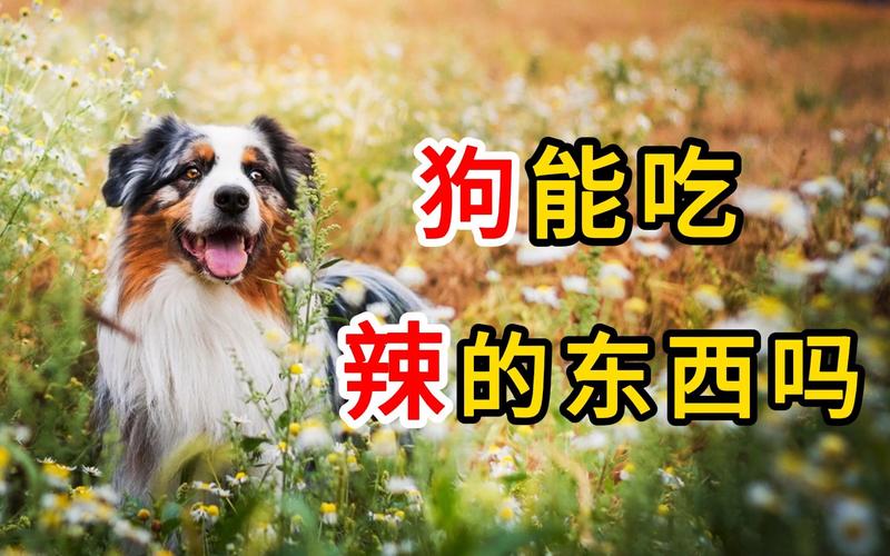 解析“狗狗吃辣椒会怎样”你不知道的事-第6张图片 解析“狗狗吃辣椒会怎样”你不知道的事-第6张图片