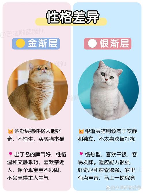 金渐层是什么品种/长毛金渐层是什么品种-第1张图片 金渐层是什么品种/长毛金渐层是什么品种-第1张图片