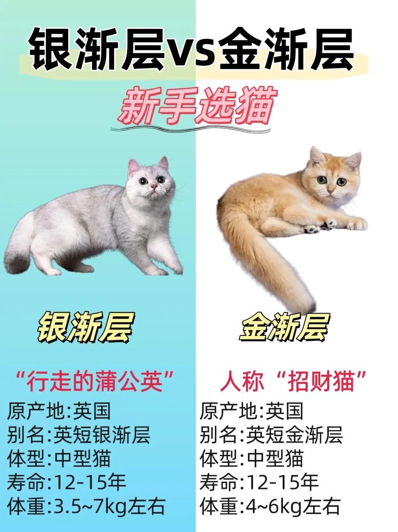 金渐层是什么品种/长毛金渐层是什么品种-第2张图片 金渐层是什么品种/长毛金渐层是什么品种-第2张图片