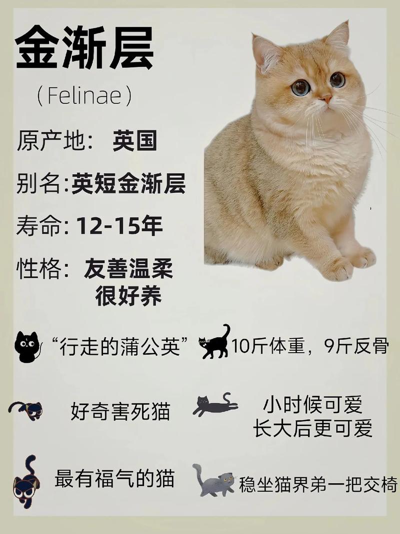 金渐层是什么品种/长毛金渐层是什么品种-第4张图片 金渐层是什么品种/长毛金渐层是什么品种-第4张图片