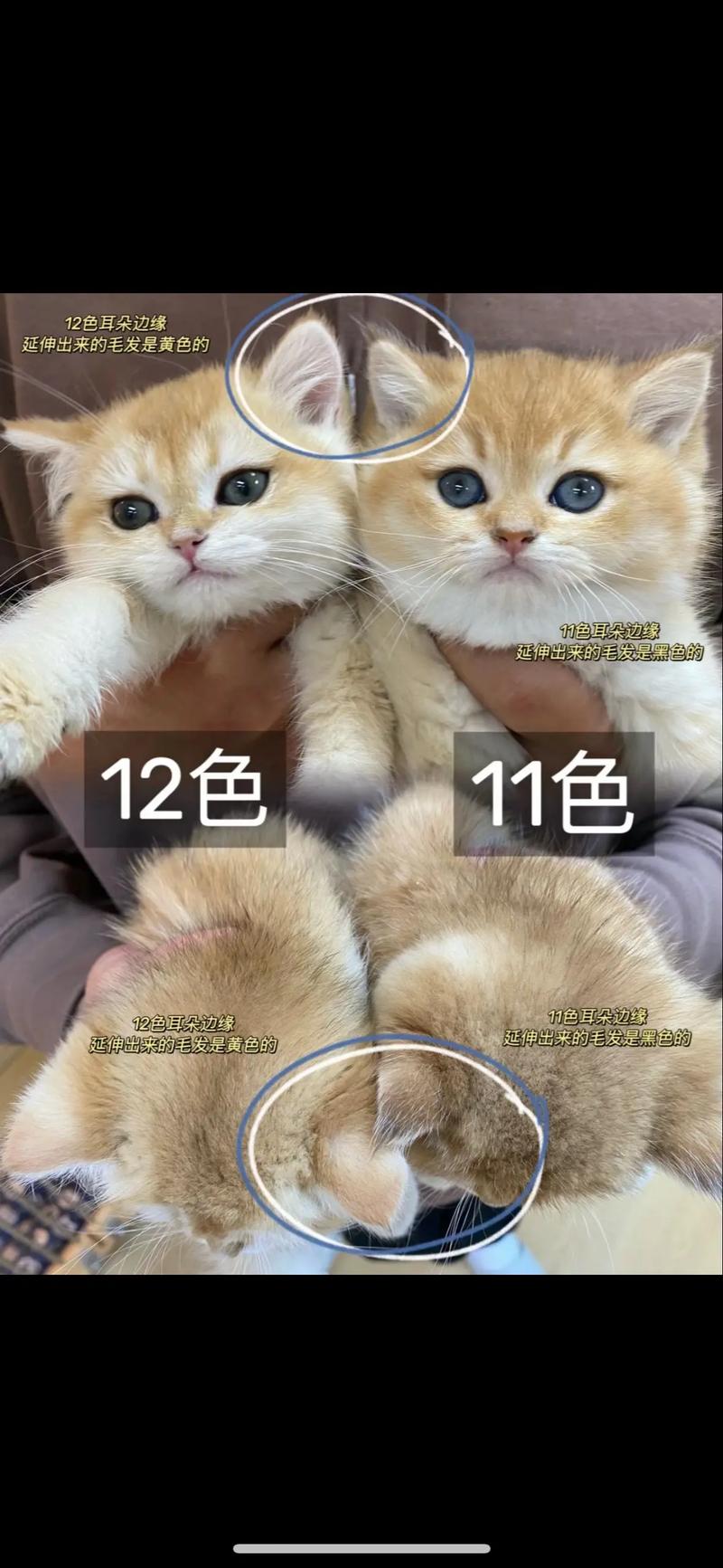 金渐层是什么品种/长毛金渐层是什么品种-第5张图片 金渐层是什么品种/长毛金渐层是什么品种-第5张图片