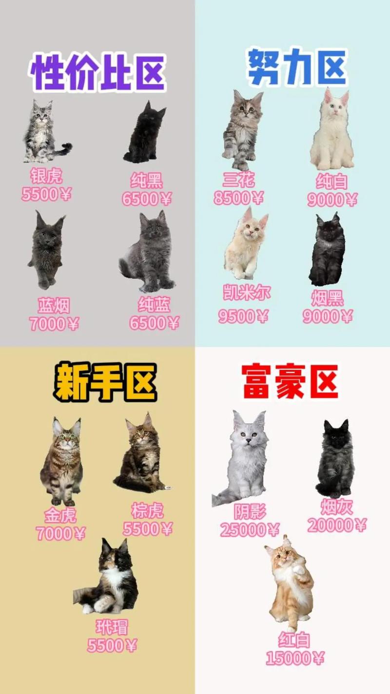 缅因猫为什么这么贵/缅因猫为什么不能养寿命-第2张图片 缅因猫为什么这么贵/缅因猫为什么不能养寿命-第2张图片