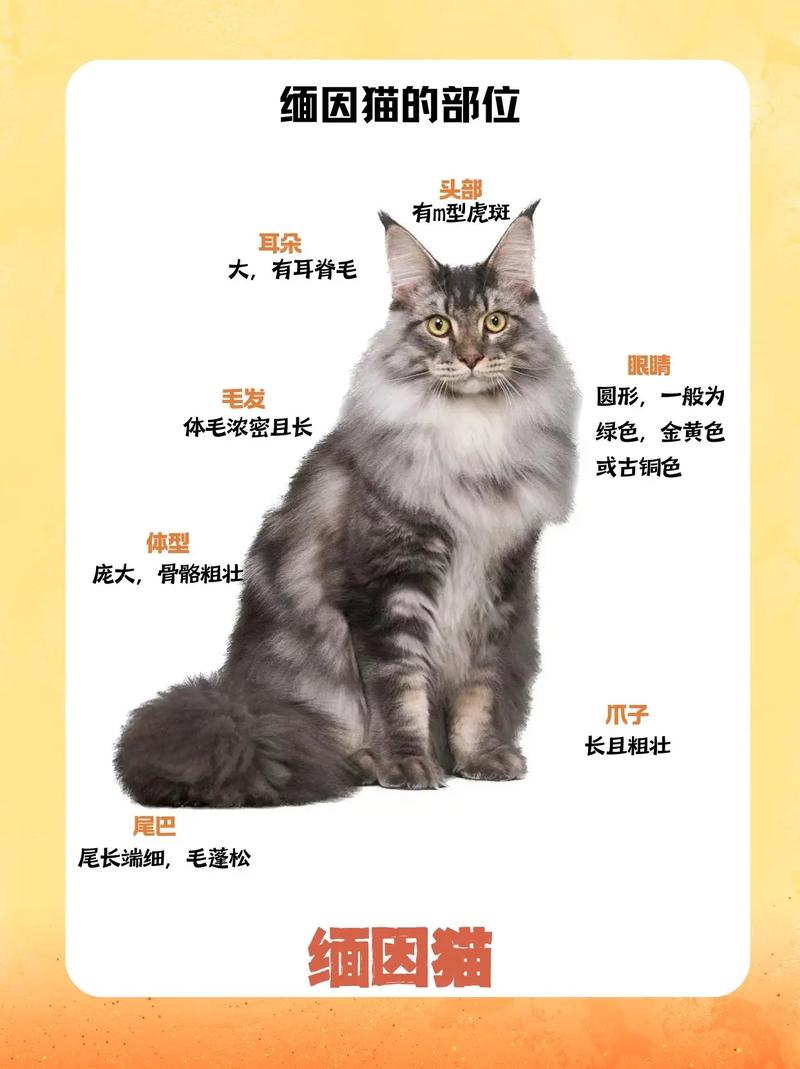 缅因猫为什么这么贵/缅因猫为什么不能养寿命-第3张图片 缅因猫为什么这么贵/缅因猫为什么不能养寿命-第3张图片