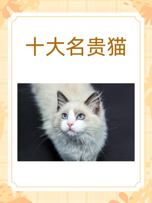 缅因猫为什么这么贵/缅因猫为什么不能养寿命-第4张图片 缅因猫为什么这么贵/缅因猫为什么不能养寿命-第4张图片