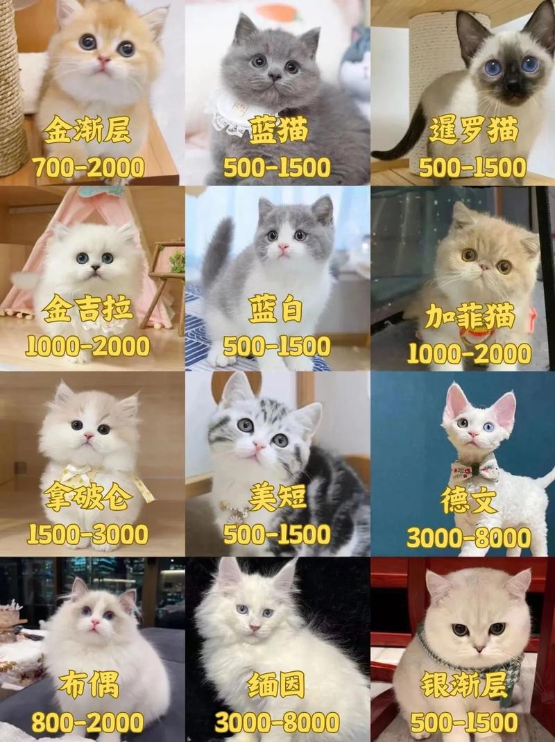 缅因猫为什么这么贵/缅因猫为什么不能养寿命-第5张图片 缅因猫为什么这么贵/缅因猫为什么不能养寿命-第5张图片