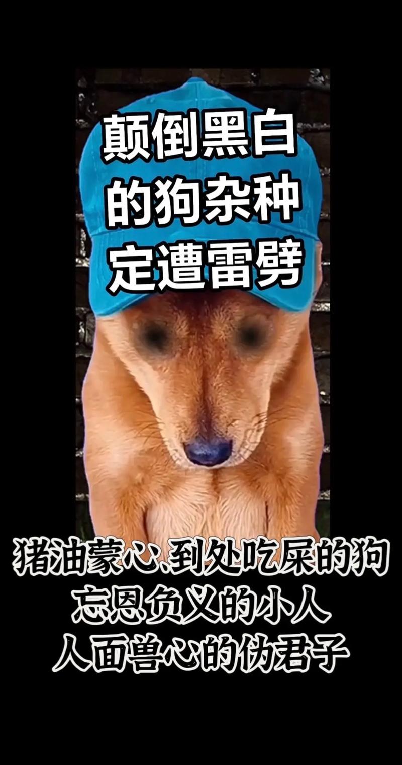 解析“狗狗可以吃爆米花吗”你不知道的事-第1张图片 解析“狗狗可以吃爆米花吗”你不知道的事-第1张图片