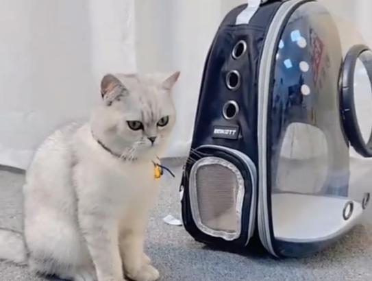 猫可以带上地铁吗-猫可以带上地铁吗北京-第1张图片 猫可以带上地铁吗-猫可以带上地铁吗北京-第1张图片