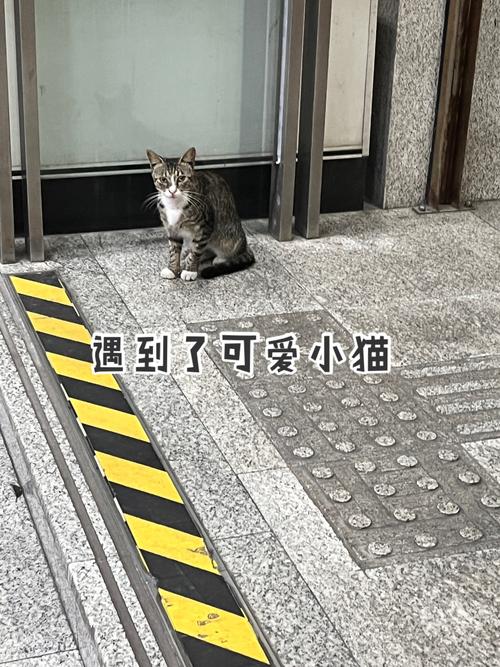 猫可以带上地铁吗-猫可以带上地铁吗北京-第7张图片 猫可以带上地铁吗-猫可以带上地铁吗北京-第7张图片