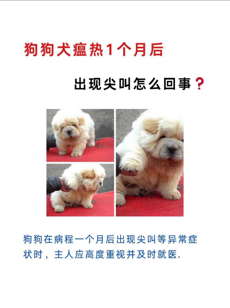 解析“狗瘟什么症状是什么样子的”你不知道的事-第10张图片 解析“狗瘟什么症状是什么样子的”你不知道的事-第10张图片