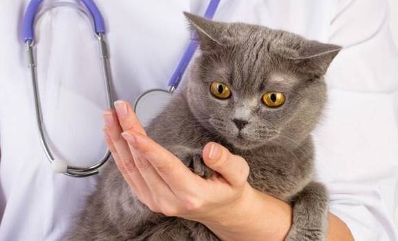 解析“猫咪发情期绝育”你不知道的事-第2张图片 解析“猫咪发情期绝育”你不知道的事-第2张图片