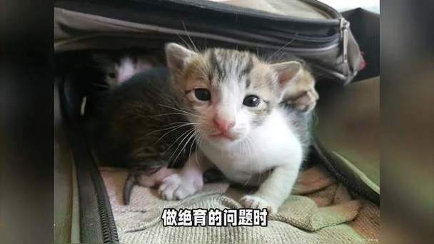 解析“猫咪发情期绝育”你不知道的事-第3张图片 解析“猫咪发情期绝育”你不知道的事-第3张图片