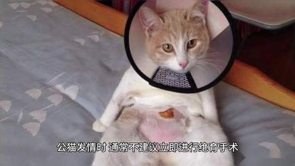 解析“猫咪发情期绝育”你不知道的事-第5张图片 解析“猫咪发情期绝育”你不知道的事-第5张图片