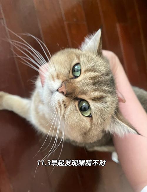 作为消费者“猫咪大小眼怎么处理”你不能不知道-第1张图片 作为消费者“猫咪大小眼怎么处理”你不能不知道-第1张图片