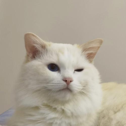 作为消费者“猫咪大小眼怎么处理”你不能不知道-第2张图片 作为消费者“猫咪大小眼怎么处理”你不能不知道-第2张图片