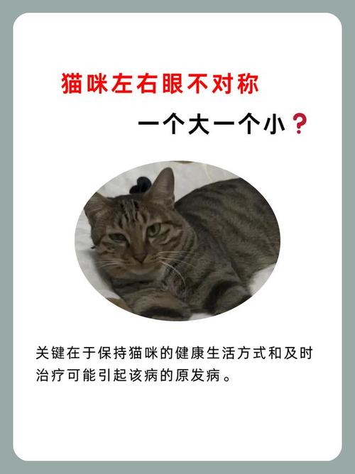 作为消费者“猫咪大小眼怎么处理”你不能不知道-第6张图片 作为消费者“猫咪大小眼怎么处理”你不能不知道-第6张图片