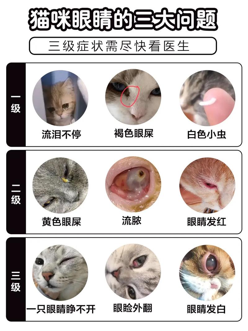 作为消费者“猫咪大小眼怎么处理”你不能不知道-第9张图片 作为消费者“猫咪大小眼怎么处理”你不能不知道-第9张图片