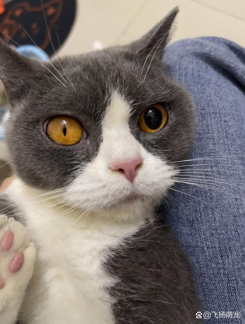 作为消费者“猫咪大小眼怎么处理”你不能不知道-第10张图片 作为消费者“猫咪大小眼怎么处理”你不能不知道-第10张图片