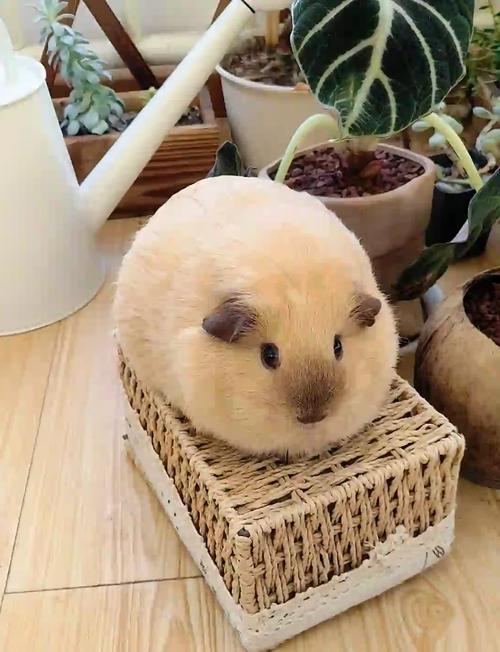 荷兰猪单独养会孤独吗-荷兰猪单只能养活吗?