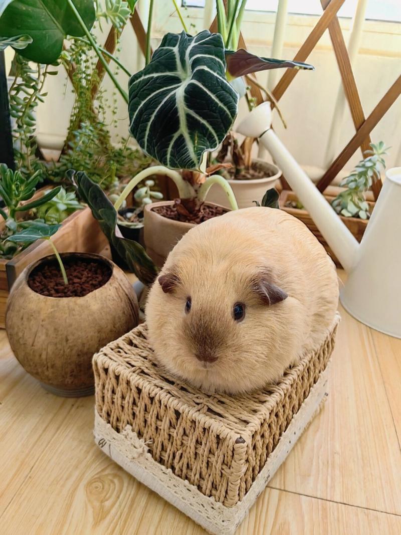 荷兰猪单独养会孤独吗-荷兰猪单只能养活吗?-第3张图片 荷兰猪单独养会孤独吗-荷兰猪单只能养活吗?-第3张图片