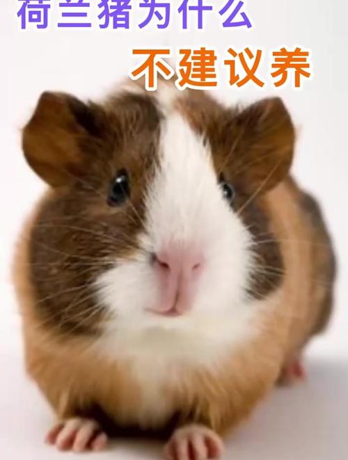 荷兰猪单独养会孤独吗-荷兰猪单只能养活吗?-第5张图片 荷兰猪单独养会孤独吗-荷兰猪单只能养活吗?-第5张图片
